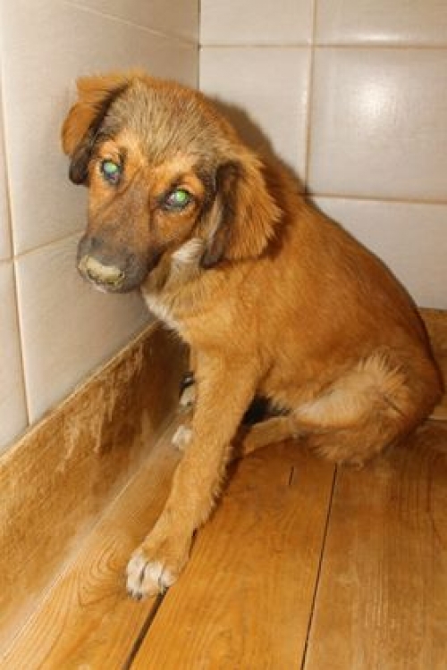 მეტისი უსახელო