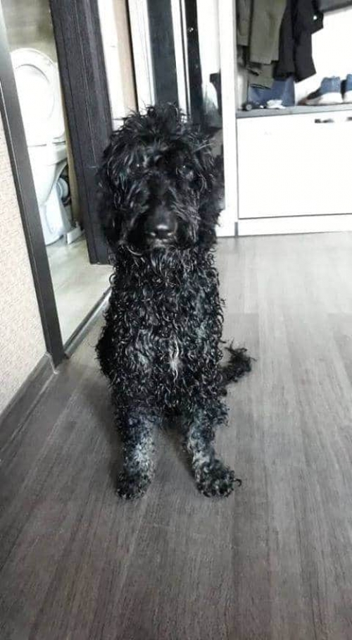 პუდელი უსახელო