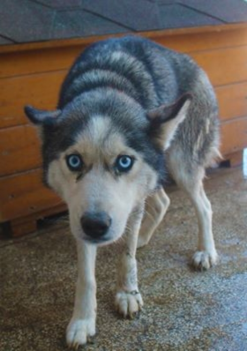 ლაიკა უსახელო