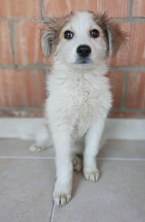 მეტისი დიდი დიღომი