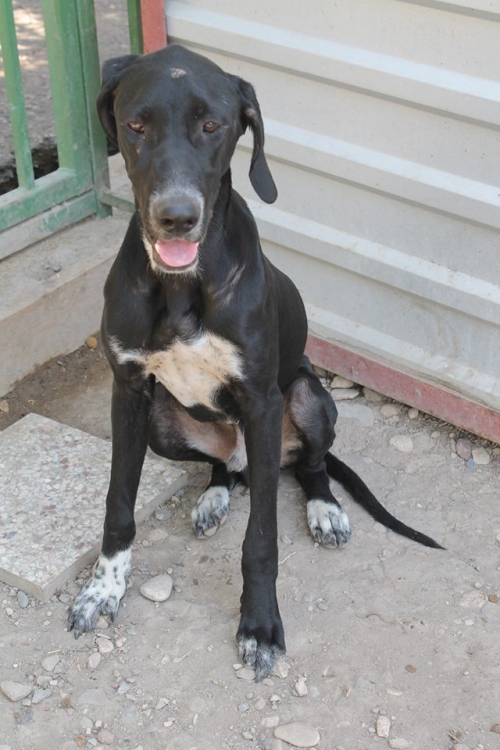 პოინტერის მეტისი უსახელო