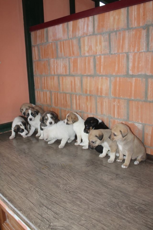 მეტისის ლეკვები უსახელო