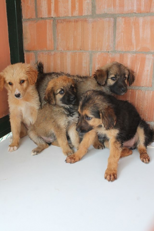 მეტისის ლეკვები უსახელო