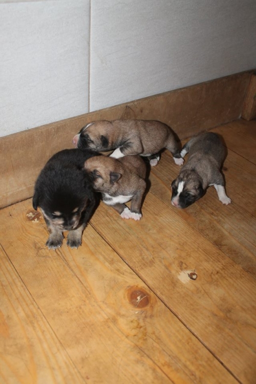 მეტისის ლეკვები უსახელო