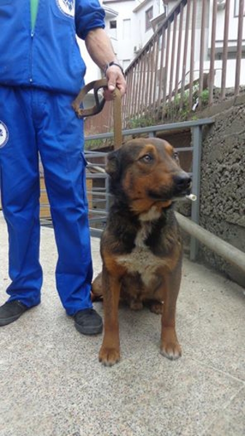 ქართული ქოფაკი უსახელო