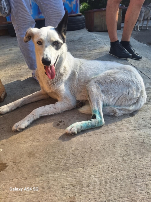 მეტისი სარაჯიშვილის მეტრო