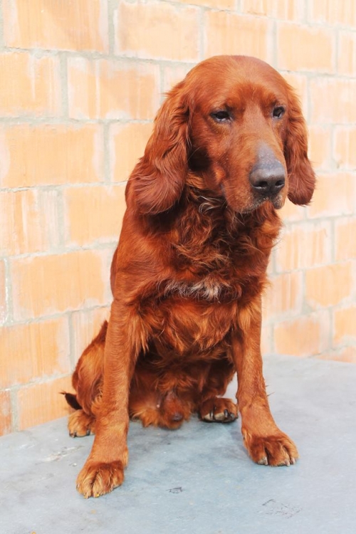 სეტერი უსახელო