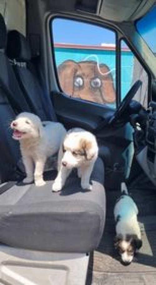 მეტისი დაბა სიონის გადასახვევთან იპოვა