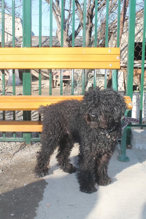 პუდელი კოკი