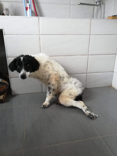 მეტისი ხარაგაულის რ.ნ.სოფ. ბორითი