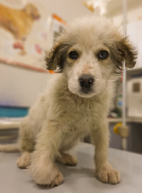 მეტისი ნინო შაქარაშვილი ჩააბარა