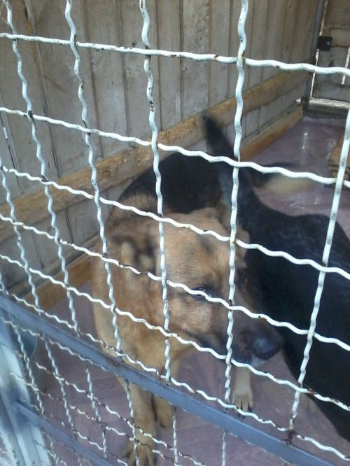 გერმანული ნაგაზი მაქსი