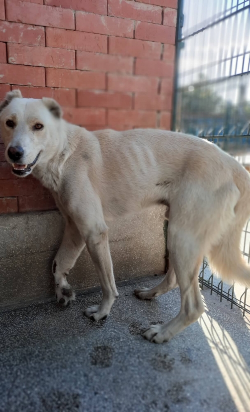 ქართული ქოფაკი მცხეთა ჯვრის მონასტერი