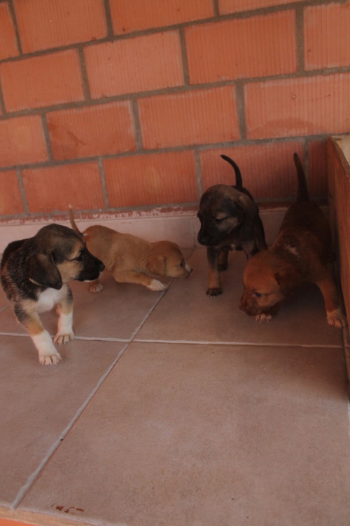 მეტისი უსახელო