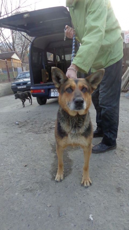 გერმანული ნაგაზი უსახელო