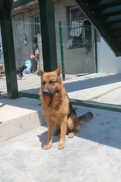 გერმანული ნაგაზი უსახელო