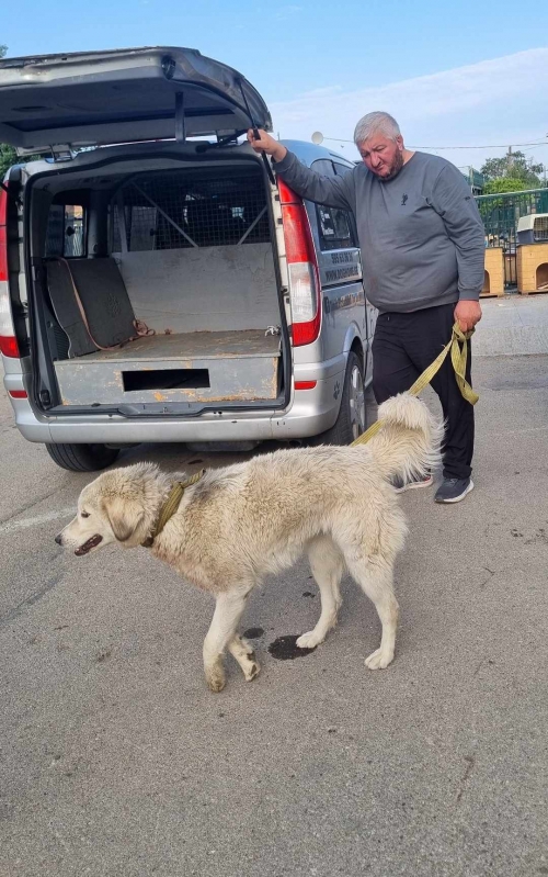 ქართული ქოფაკი ყაზბეგი