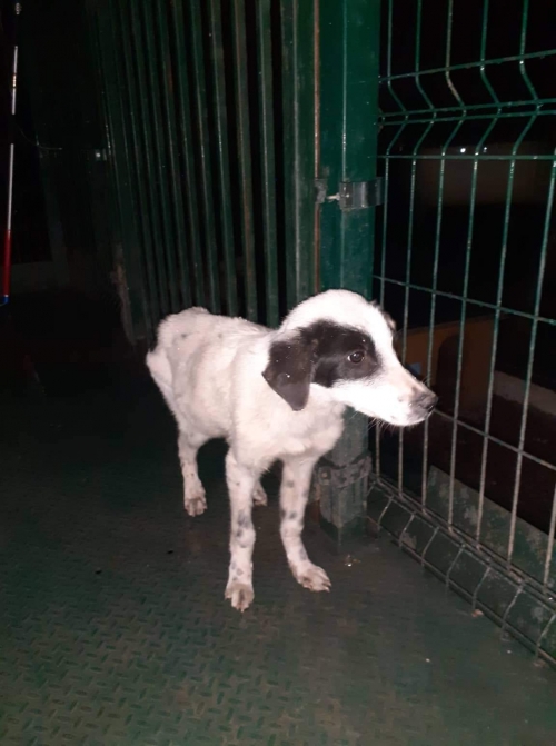 მეტისი უსახელო