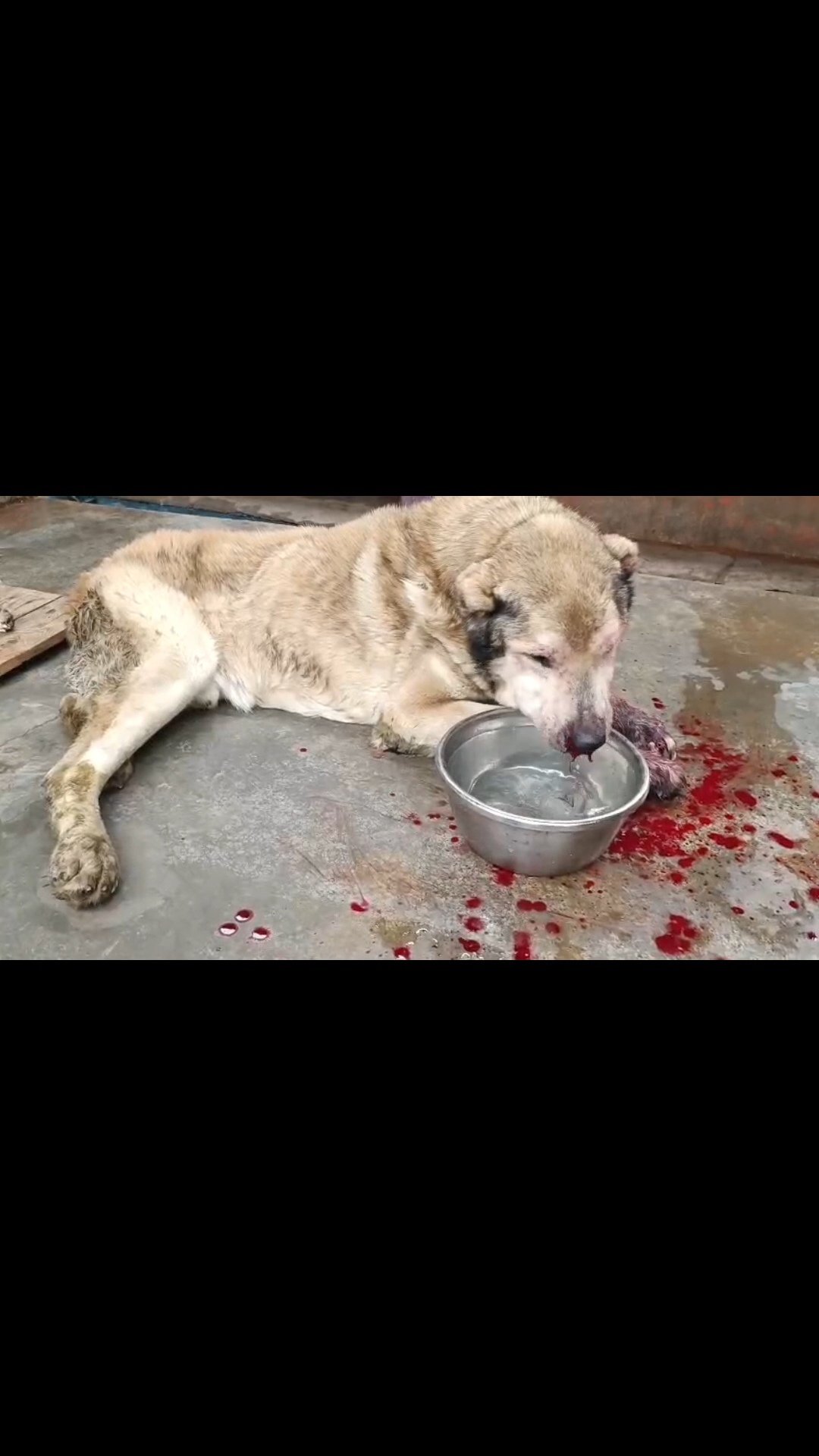 ქართული ნაგაზი. წოდორეთი.