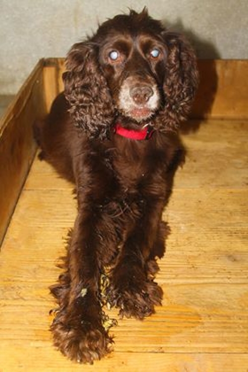 კოკერსპანიელი უსახელო