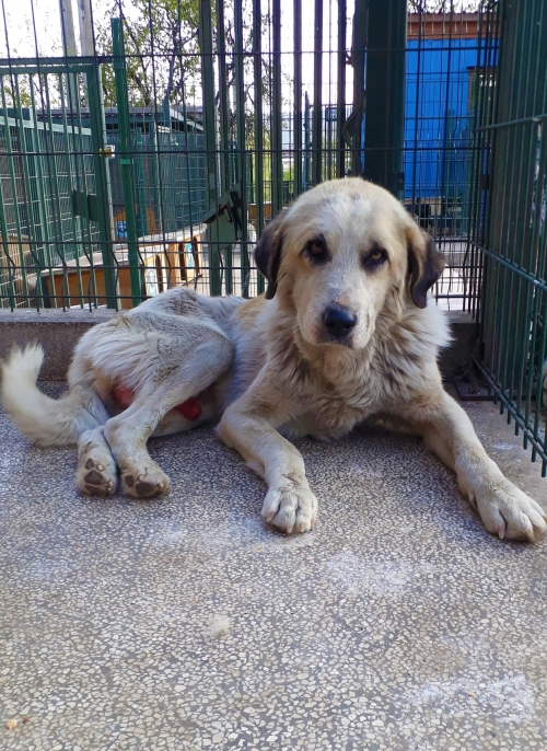 ქართული ქოფაკი უსახელო