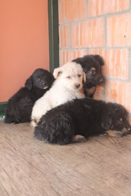 ქართული ქოფაკი უსახელო