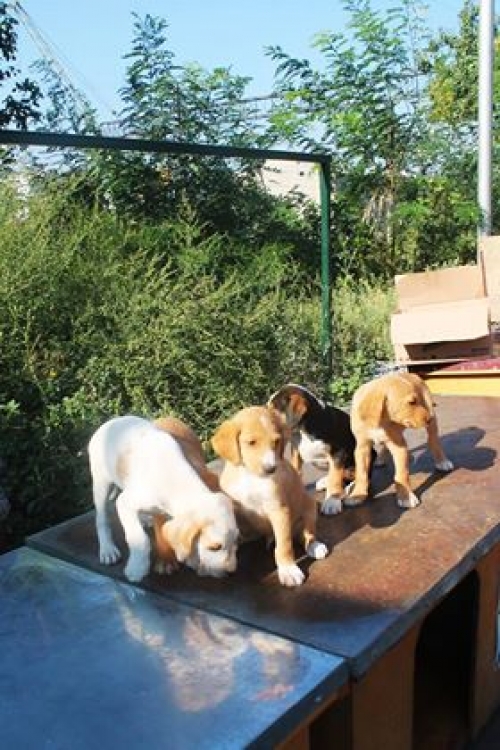 მეტისის ლეკვები უსახელო