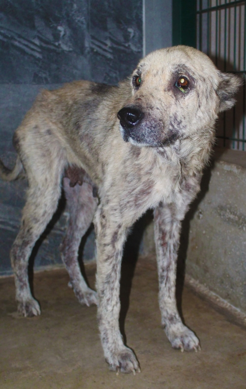 ქართული ქოფაკი უსახელო