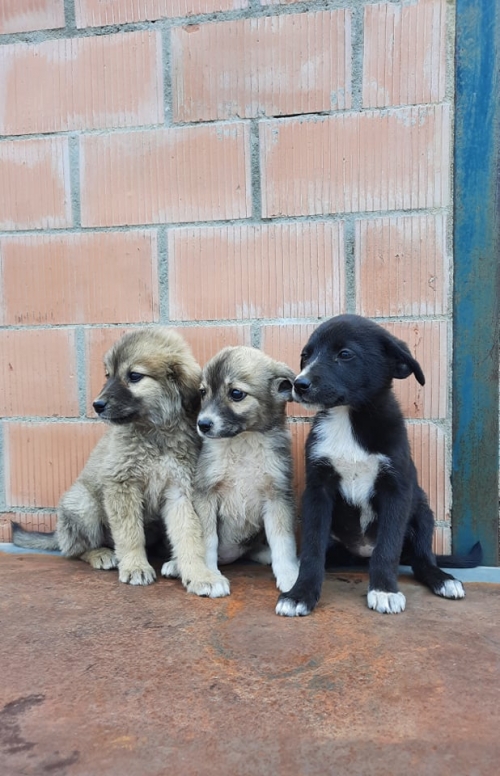 მეტისი ნაპოვბია გომბორის გზაზე