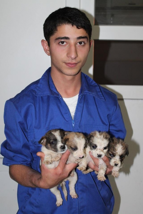 მეტისის ლეკვები უსახელო