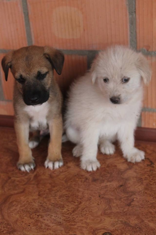 მეტისის ლეკვები უსახელო