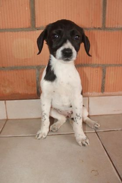 მეტისი უსახელო