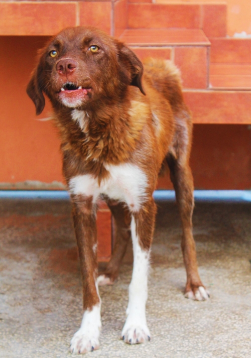 მეტისი უსახელო