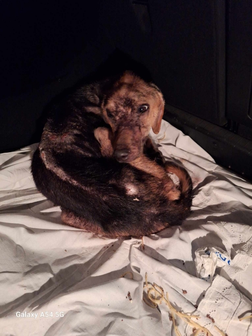 მეტისი მცხეთა ჯვრის მონასტერი