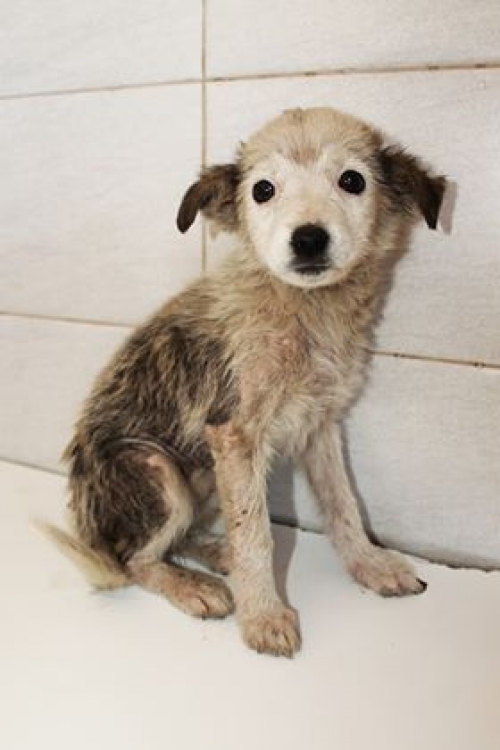 მეტისი უსახელო