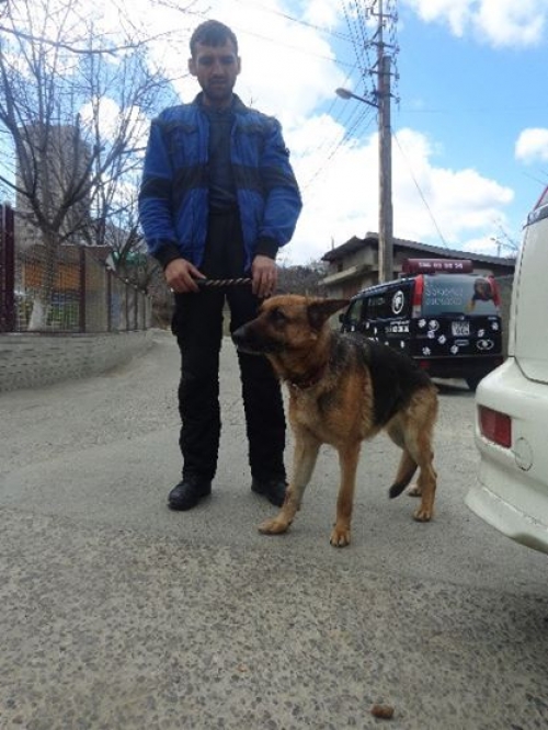 გერმანული ნაგაზი უსახელო