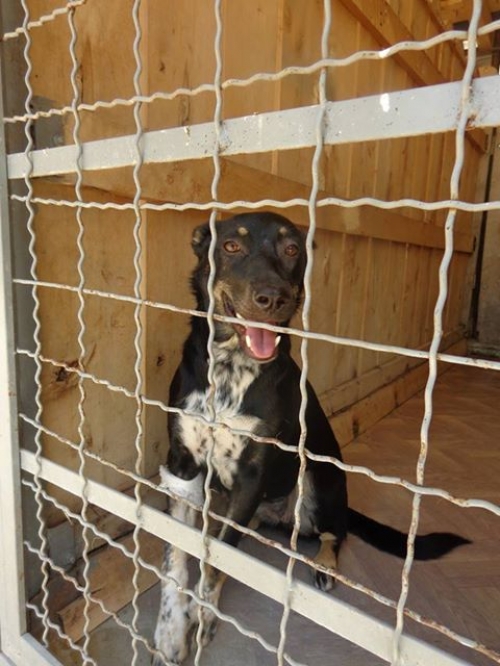 მეტისი უსახელო