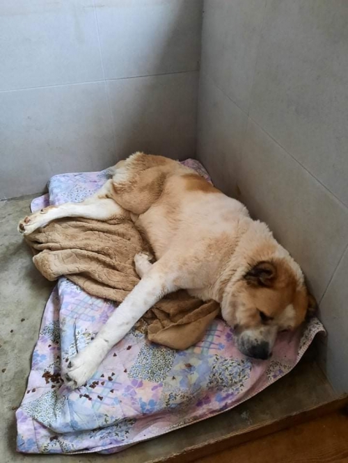 ქართული ნაგაზი ბაქსი