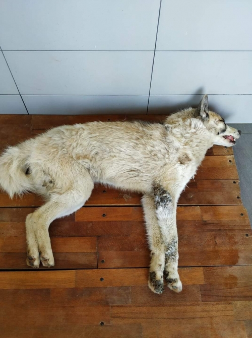 ლაიკა გლდანი