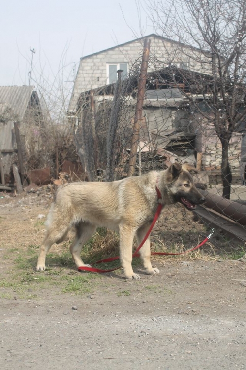 გერმანული ნაგაზის მეტისი რუხა
