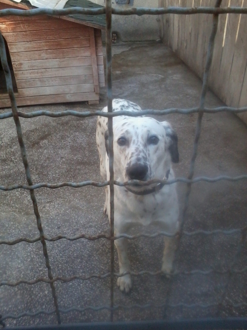 დალმატინი ლესი