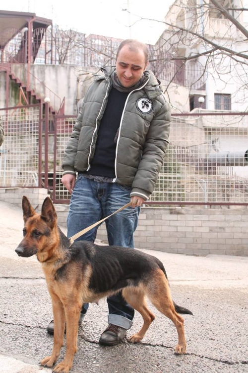 გერმანული ნაგაზი უსახელო