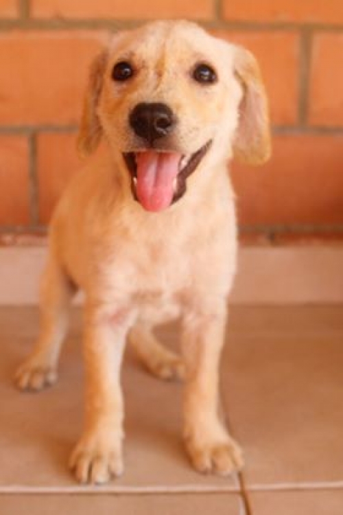 მეტისი უსახელო