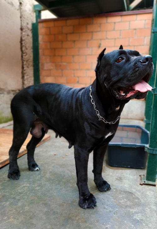 კანე კორსო ბონი