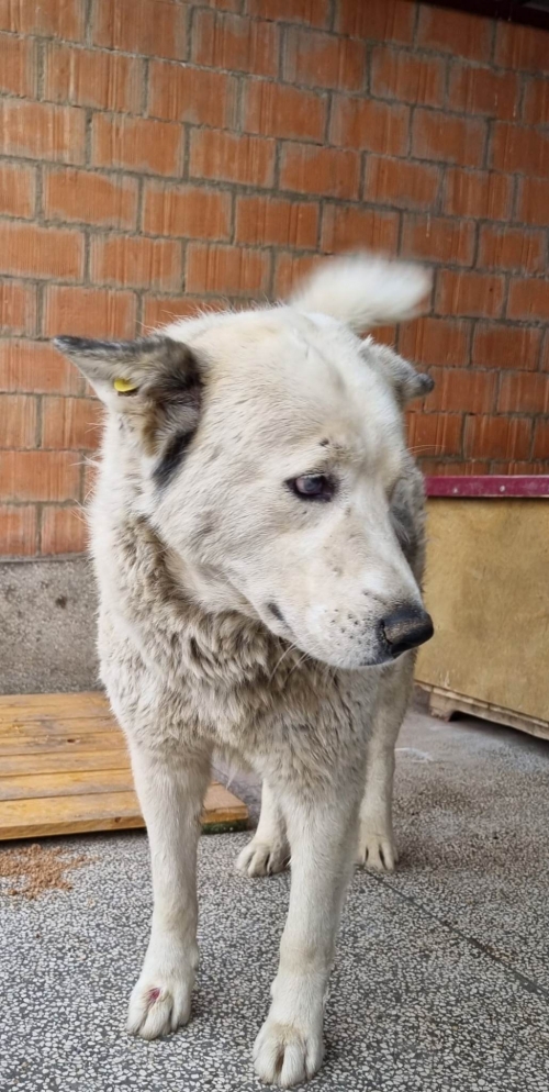 ლაიკა ვახო