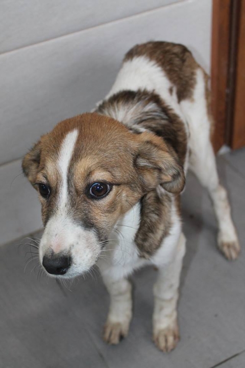 მეტისი უსახელო