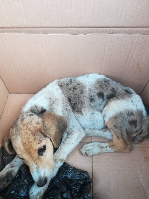 მეტისი ნატახტარი