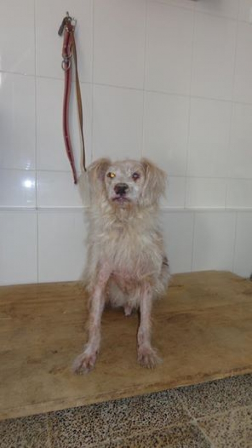 მეტისი ბუკა