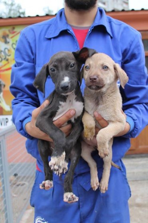 მეტისის ლეკვები უსახელოები