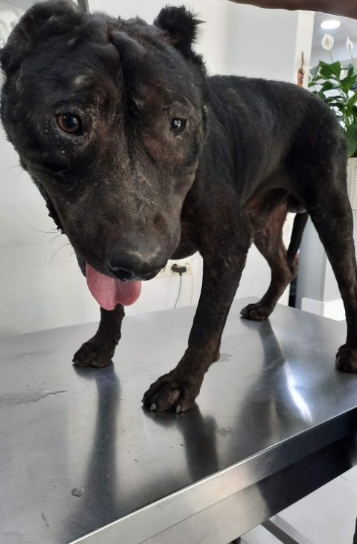 კანე კორსო ბათუმი